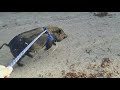 World S Fastest Pig