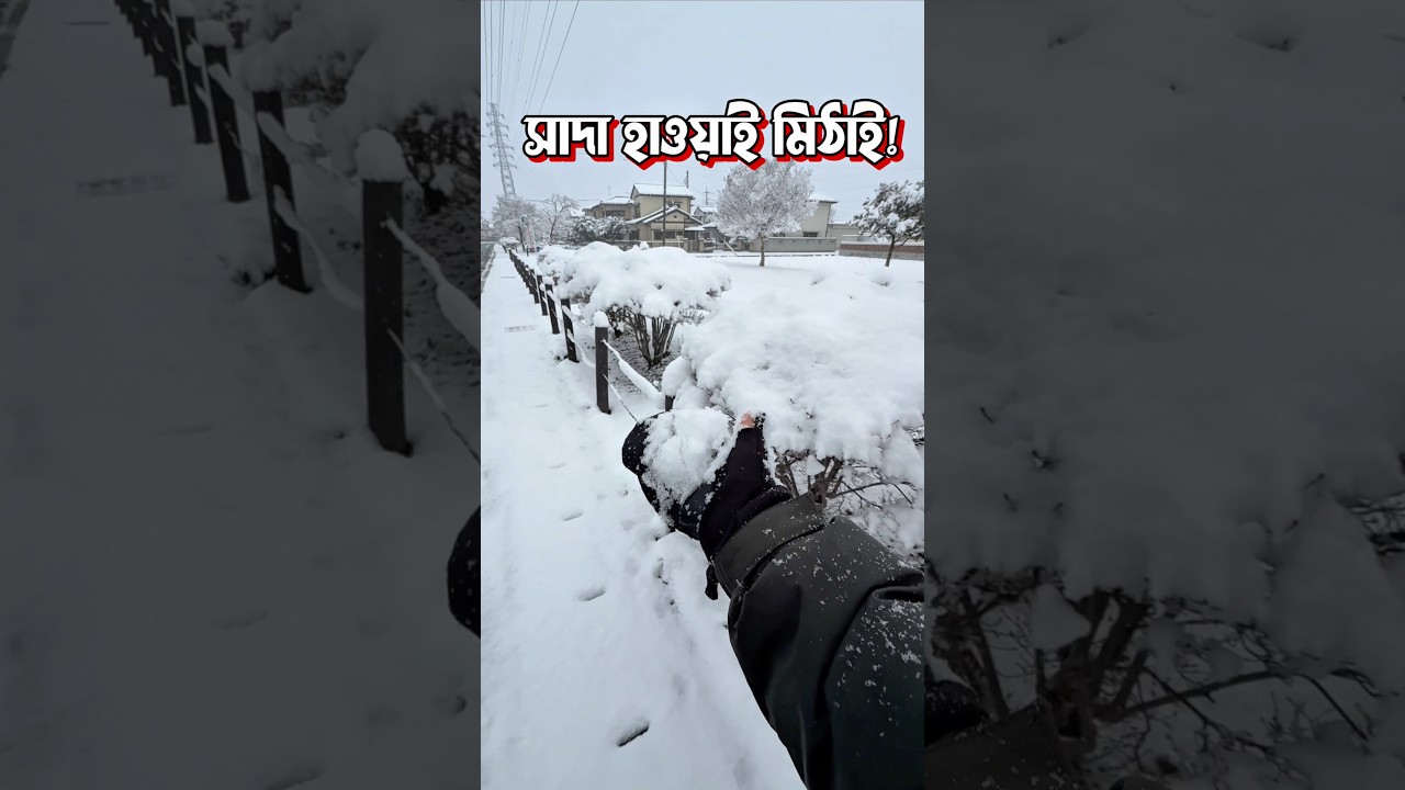 এই যেনো সাদা হাওয়াই মিঠাই!  ❄️🤍