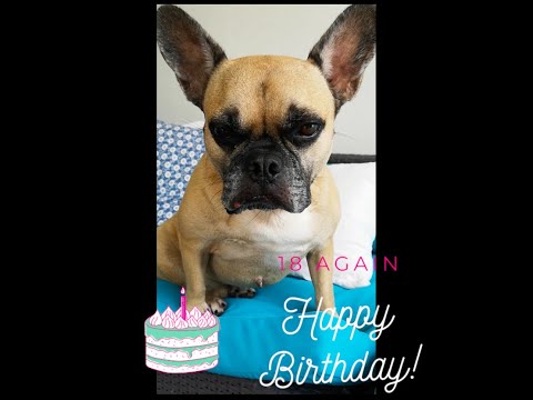 Dog Sings Happy Birthday Song in Chipmunk | Bruno...