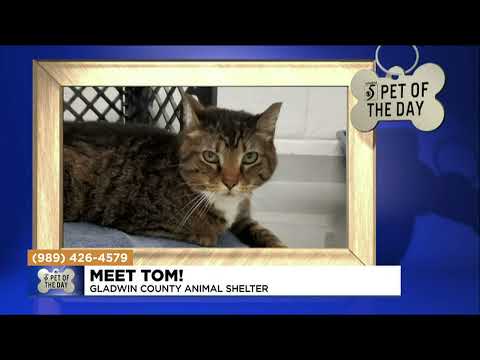 Pet of the day: Meet Tom