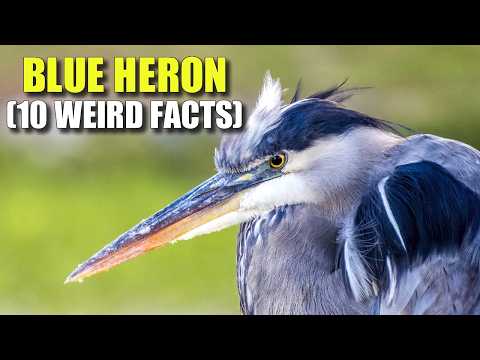 Great Blue Heron 💙 (10 FACTS You NEVER KNEW)