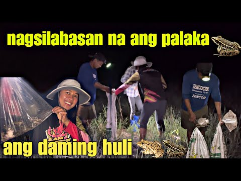 EP-406 P1 | Nagsilabasan na ang palakang bukid ang dami naming nahuling native at bullfrog