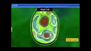 CBSE Class 11 Biology || Algae || By Shiksha House