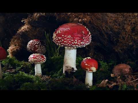 Group of 5 Fly agaric  growing time lapse on Beech forest floor. Amanita muscaria filmed over 5 Days