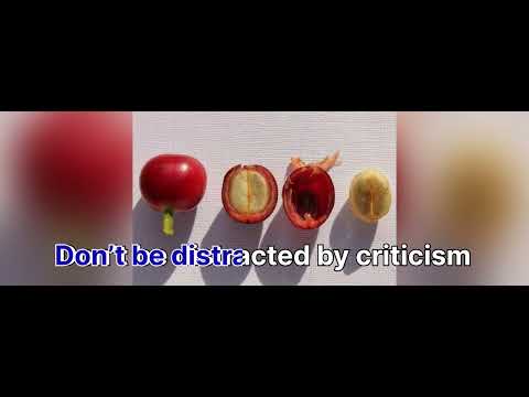 Life cycle of coffee