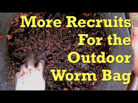 Outdoor worm bag fed & its population increased with more recruits - vermicompost