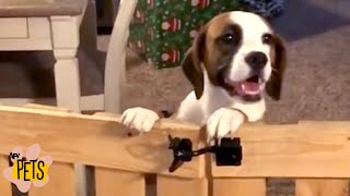 Clever Cuties! | The Best Cute, Funny Animal Videos Compilation #8 | AFV Pets