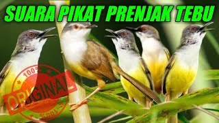 Download lagu Suara pikat prenjak tebu, positif ngumpul semua mp3