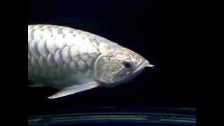 QUAN HU !!!!!!!!! SUPER GRADE BLUE BASE MALAYSIA CROSS BACK !!!!!!!!!   YouTube