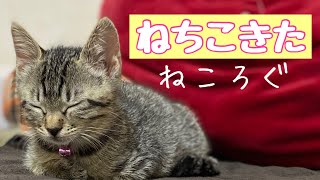 【実写】我が家に家族が増えたよ‪| ‹:)~❁