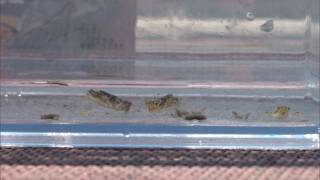 5月27日【びわ湖放送ニュース】プール開きの掃除を前に　ヤゴ救出大作戦！