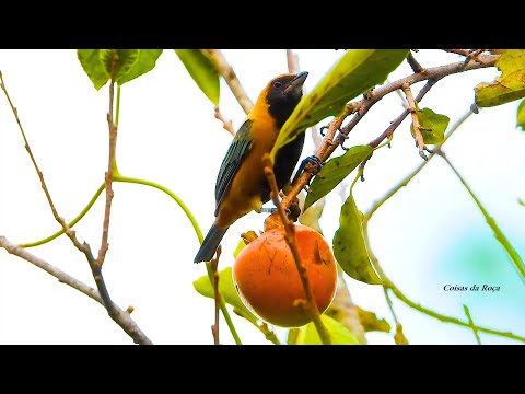 Tangara hájová (Stilpnia cayana) — video o speve a chove