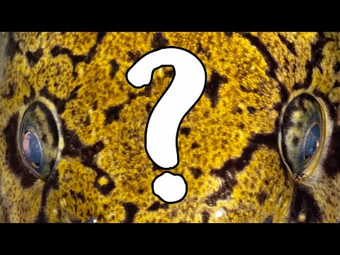 Knudefiskeri i Sverige