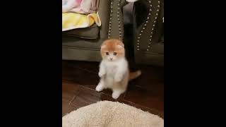 可愛すぎる子猫ちゃん ️    #shorts