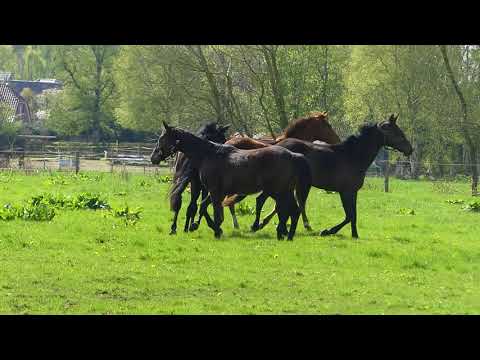 Jährlinge von Vitalis, Sandro Hit und 2jährige von Don Romanov, Florenz
