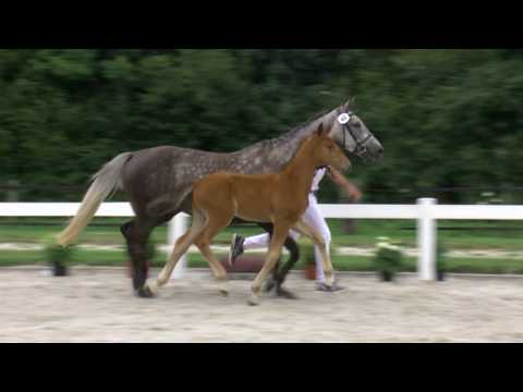 14 Mylord Forever (Grandorado x Mylord Carthago) hengst/colt