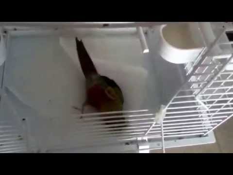 comment nettoyer une cage a oiseaux