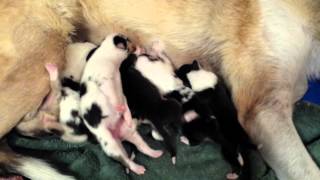 Smooth & Rough Collie Puppies with Smooth mom