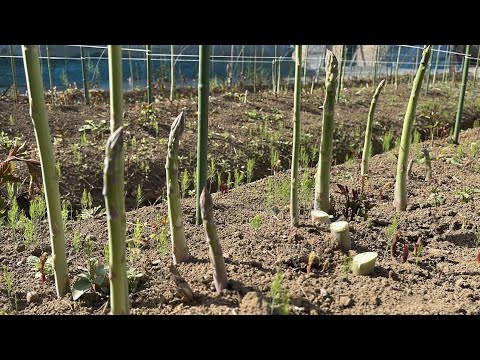 園芸 アスパラガスエンドウ、紫三つ葉