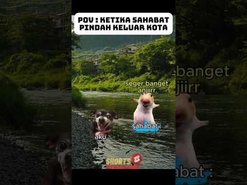 Ditinggal Oleh Sahabat  #memekucing  #kucinglucu #sedih #viral #fypシ