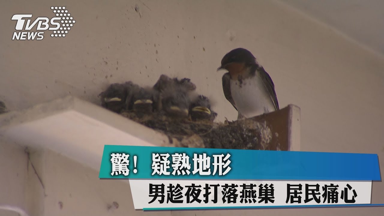 驚!疑熟地形男趁夜打落燕巢 居民痛心