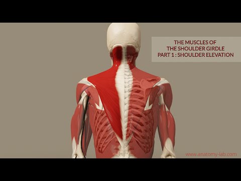 Muscles of the Shoulder Girdle 1- Part: Shoulder Elevation (3D Anatomy)