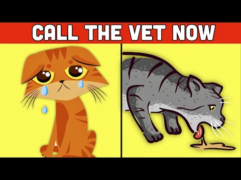 5 SIGNS YOUR CAT NEEDS HELP (Call The Vet Immediately)