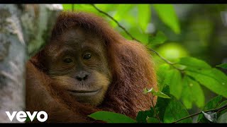 Nitin Sawhney - Best Life (From "Disneynature: Orangutan"/Score) ft. Amy Woy