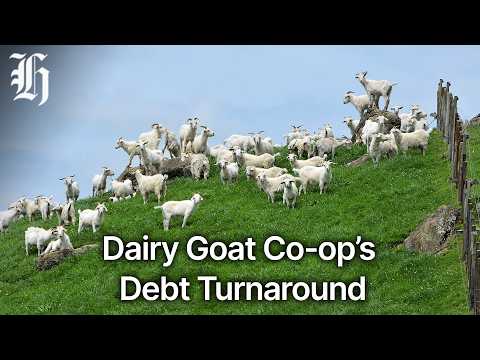 Thumbnail for Primary sector: Dairy comeback, fertiliser and lamb risks | Herald NOW Business
