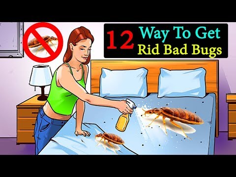 12 Ways To Get Rid Bed Bugs Naturally || How To Get...
