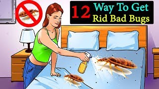12 Ways To Get Rid Bed Bugs Naturally || How To Get Rid Of Bed Bugs  || Life Hacks