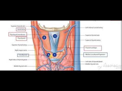 Thyroid gland relations 5