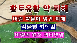 [텃밭농부 1,891]  천연농약 황토유황의 피해. 어린작물의 연한 잎이 탄다! #천연농약
