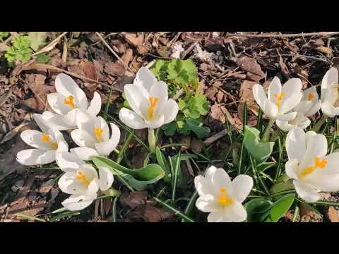 pszczoły w krokusach