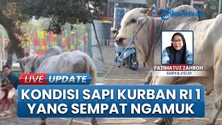 Kondisi Sapi Kurban Presiden Prabowo yang Sempat Ngamuk di Masjid Al Akbar Surabaya