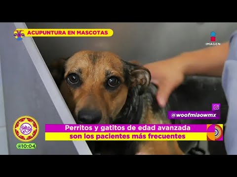 Acupuntura para perros y gatos de edad avanzada | Ana Alicia Alba | Sale el Sol
