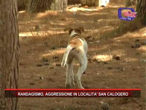 RANDAGISMO, AGGRESSIONE IN LOCALITA' SAN CALOGERO