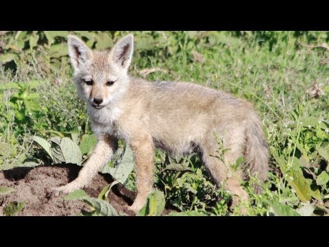 Cute Jackals and the Crazy Buffalo on Safari Serengeti
