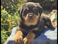 Rottweiler dogs for sale: Nova  - Video 1