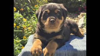 Video preview image #1 Rottweiler Puppy For Sale in SHIPPENSBURG, PA, USA