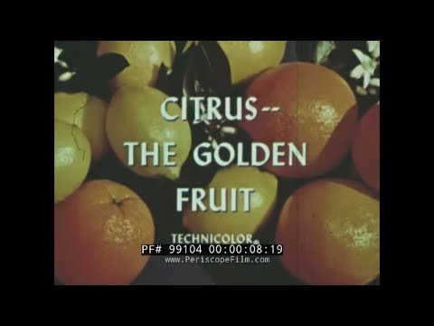 " CITRUS THE GOLDEN FRUIT"  1950s SUNKIST ORANGE GROWERS PROMO FILM  CALIFORNIA CITRUS FARMS  99104