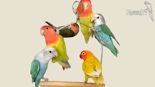 Lovebird