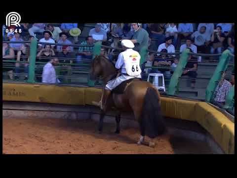 Bocal de Ouro Esteio (RS) – 8° lugar machos – Basco Viajero