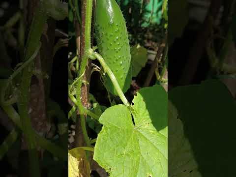 , title : 'Vertical Cucumber Gardening #Cucumber #cucumberplant #CucumberGardening #VerticalGardening'
