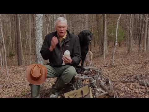 Retriever Training: Introducing Gunfire