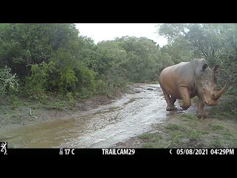White rhino calf running in the rain