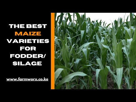 Green vs Dry Maize Farming in Kenya Which is More Profitable in 2025