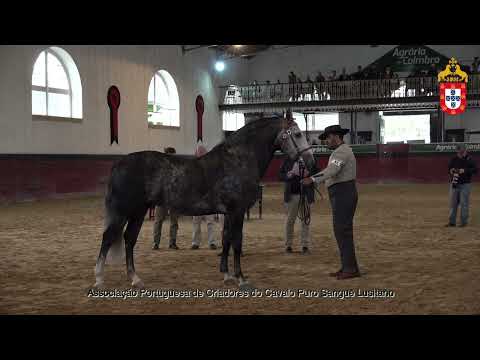 231021 31 Nabab - Aprovação de Reprodutores