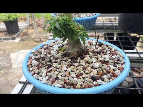 Growing Japanese Maple Kotohime for Bonsai late spring airlayers