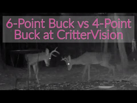 6-Point Buck vs 4-Point Buck at CritterVision!